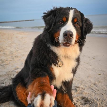 Dogs Welcome! Domek Na Zacisznej Pogorzelica  Luaran gambar