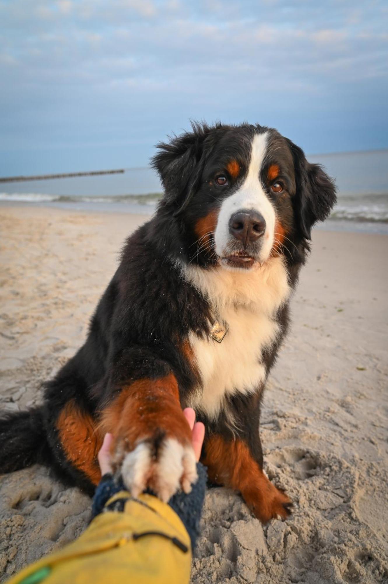 Dogs Welcome! Domek Na Zacisznej Pogorzelica  Luaran gambar